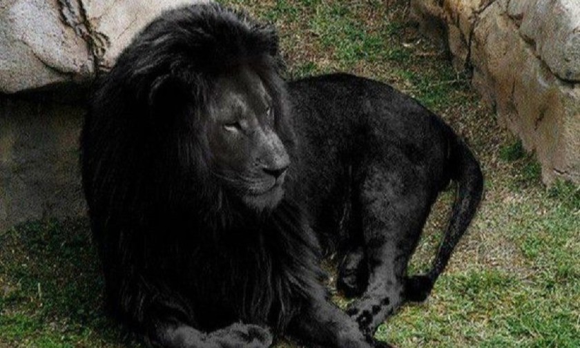 lion au pelage noir fake